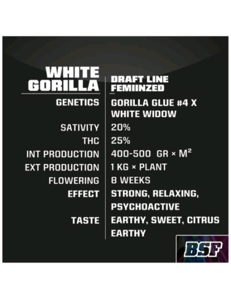 BSF - Gorilla White  Fem - 12 semi