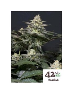 Fast Buds - Purple Lemonade FF - fem - 3 semi 2