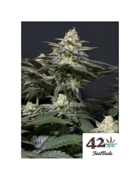 Fast Buds - Purple Lemonade FF - fem - 3 semi