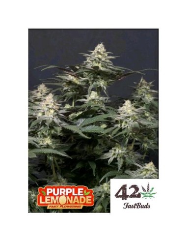 Fast Buds - Purple Lemonade FF - fem - 10 semi
