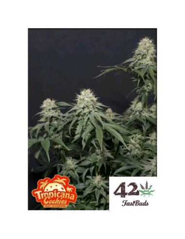 Fast Buds - Tropicana Cookies  FF - fem - 1 seme