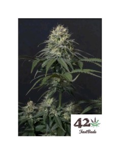 Fast Buds - Tropicana Cookies  FF - fem - 1 seme 2