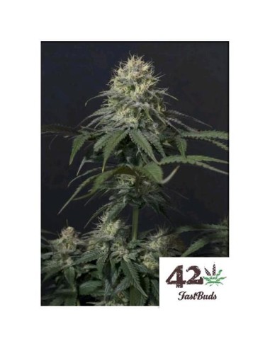 Fast Buds - Tropicana Cookies  FF - fem - 1 seme