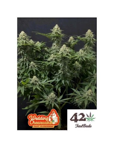 Fast Buds - Wedding Cheesecake  FF - fem - 1 seme