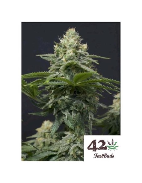 Fast Buds - Wedding Cheesecake  FF - fem - 3 semi