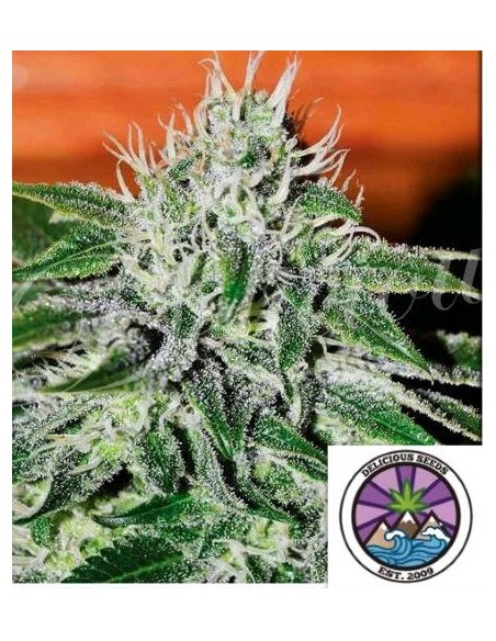 Delicious Seeds Critical Jack Herer Auto 3 Semi