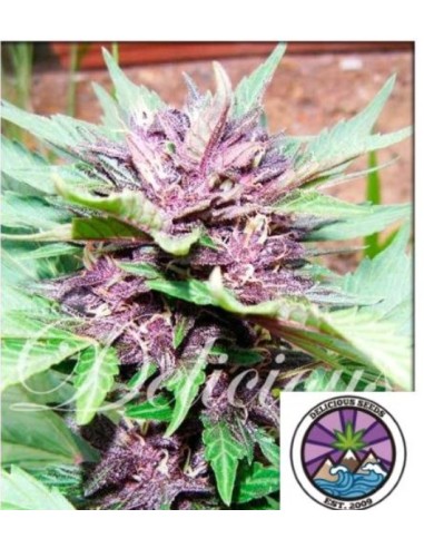 Delicious Seeds Dark Purple Auto 3 Semi