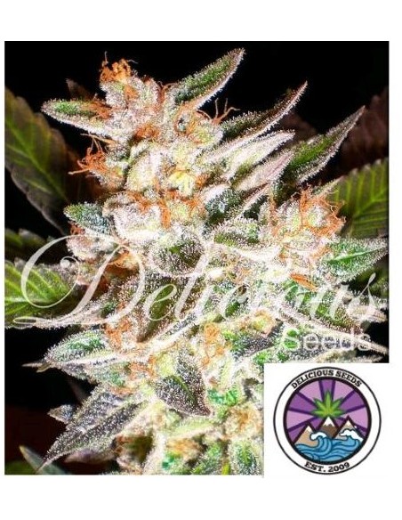 Delicious Seeds Delicious Candy Auto 3 Semi