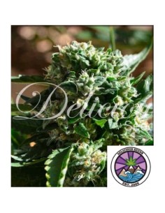 Delicious Seeds Il Diavolo Auto 1 Seme