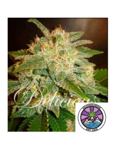 Delicious Seeds La Bella Afrodita Auto 3 Semi