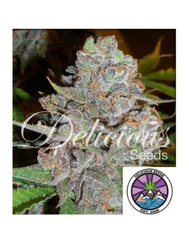 Delicious Seeds La Diva Auto 1 Seme