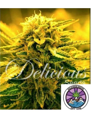 Delicious Seeds Sugar Black Rose Auto 1 Seme