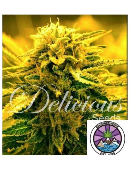 Delicious Seeds Sugar Black Rose Auto 1 Seme
