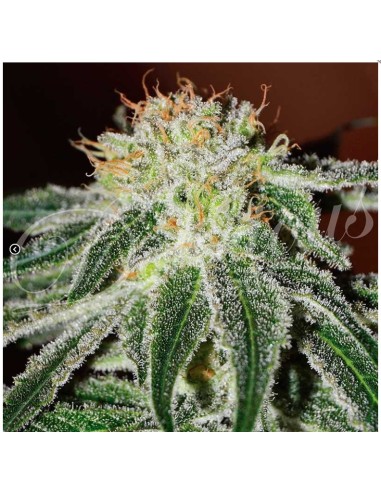 Delicious Seeds Black Russian Fem 3 Semi