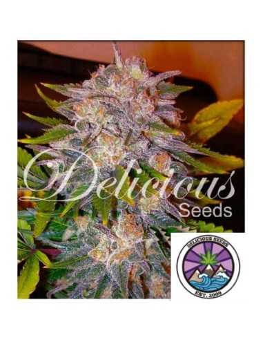 Delicious Seeds Caramelo Fem 1 Seme