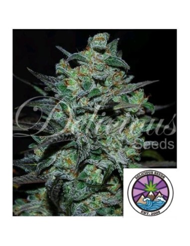 Delicious Seeds Northern Light Blue CBD THC-Free Fem 5 Semi