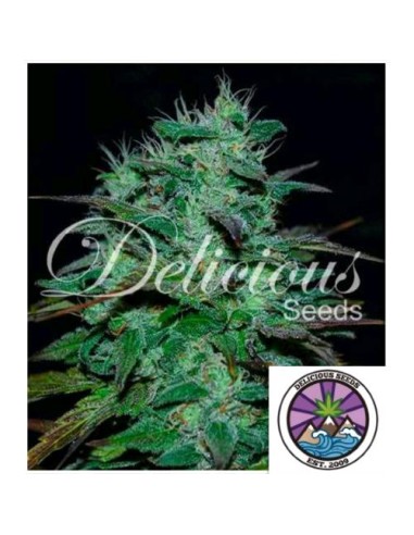 Delicious Seeds Chocobang Fem 1 Seme