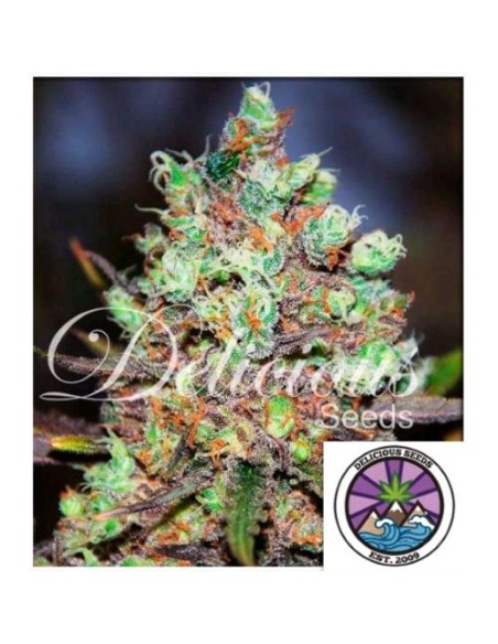 Delicious Seeds Cotton Candy Fem 3 Semi Delicious Seeds Cotton Candy Fem 3 Semi