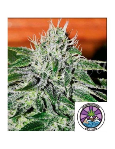 Delicious Seeds Critical Jack Herer Fem 3 Semi