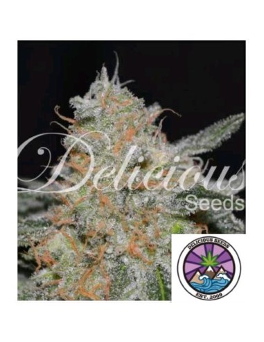 Delicious Seeds Critical Neville Haze 2.0 Fem 1 Seme