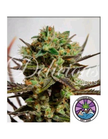 Delicious Seeds Delicious Candy Fem 3 Semi Delicious Seeds Delicious Candy Fem 3 Semi