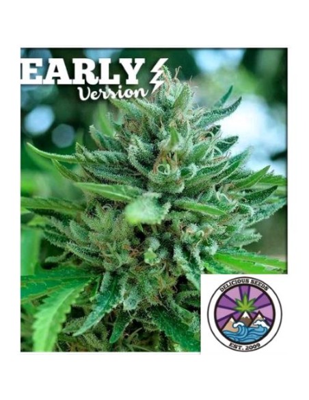 Delicious Seeds Delicious Cookies Early Version 3 Semi Delicious Seeds Delicious Cookies Early Version 3 Semi