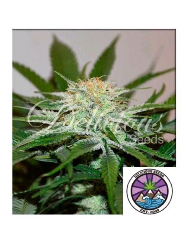 Delicious Seeds Descojack Fem 1 Seme