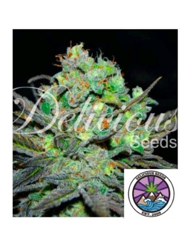 Delicious Seeds Eleven Roses Fem 3 Semi