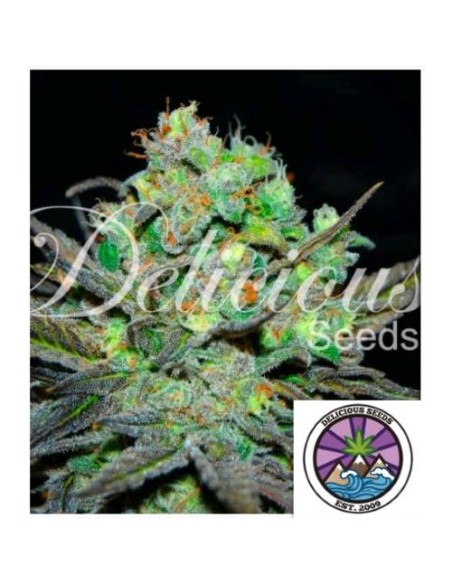 Delicious Seeds Eleven Roses Fem 3 Semi