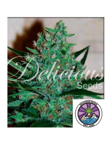 Delicious Seeds Fruity Chronic Juice Fem 3 Semi