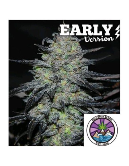 Delicious Seeds Golosa Early Version 5 Semi Delicious Seeds Golosa Early Version 5 Semi
