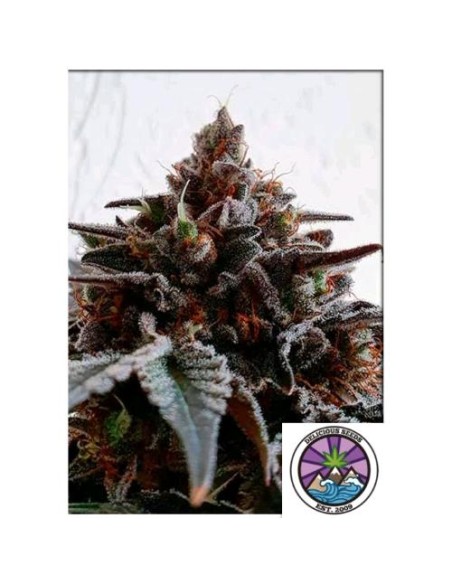 Delicious Seeds Golosa Fem 10 Semi