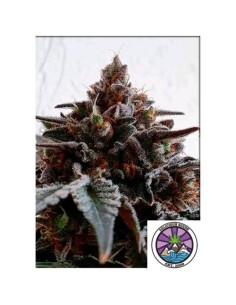 Delicious Seeds Golosa Fem 3 Semi