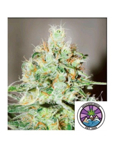 Delicious Seeds Jagg Kush Fem 1 Seme