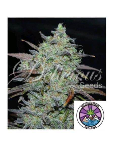 Delicious Seeds Marmalate Fem 1 Seme