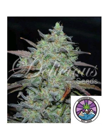 Delicious Seeds Marmalate Fem 3 Semi