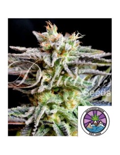 Delicious Seeds Sugar Black Rose Fem 5 Semi