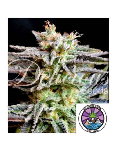 Delicious Seeds Sugar Black Rose Fem 10 Semi