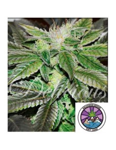 Delicious Seeds Sugar Candy Fem 1 Seme