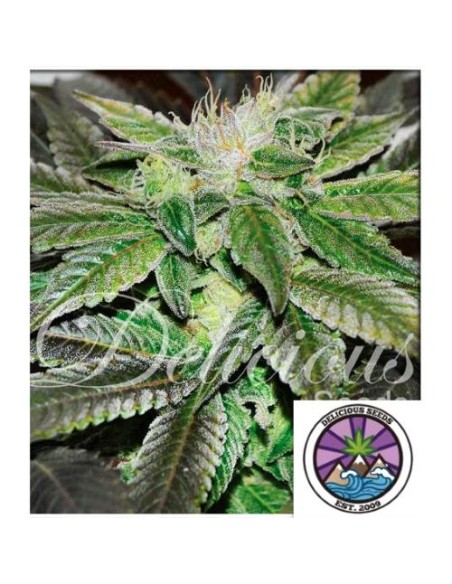 Delicious Seeds Sugar Candy Fem 1 Seme