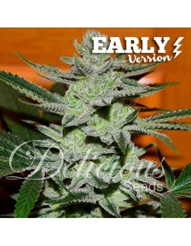 Delicious Seeds Unknown Kush Early Version 3 Semi