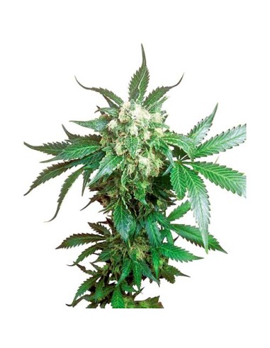 Sensi Seeds - Black Domina Regolare - 10 Semi