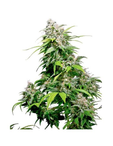 Sensi Seeds - California Indica  Regolare - 10 Semi