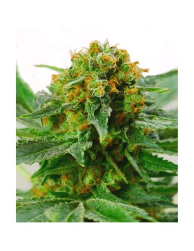 Sensi Seeds - Jack Herer Regolare - 10 Semi