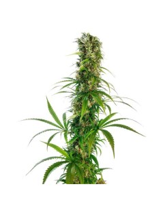 Michka® Regolare di Sensi Seeds - semi di cannabis sativa con aroma di agrumi.