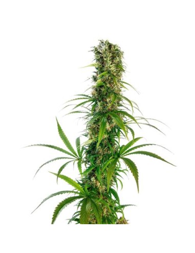 Michka® Regolare di Sensi Seeds - semi di cannabis sativa con aroma di agrumi.