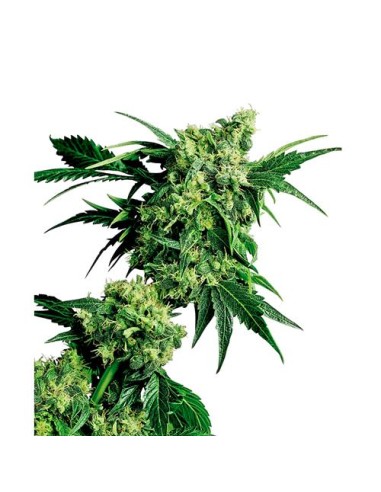 Sensi Seeds - Mr.Nice G13 x Hash PLant Regolare - 10 Semi