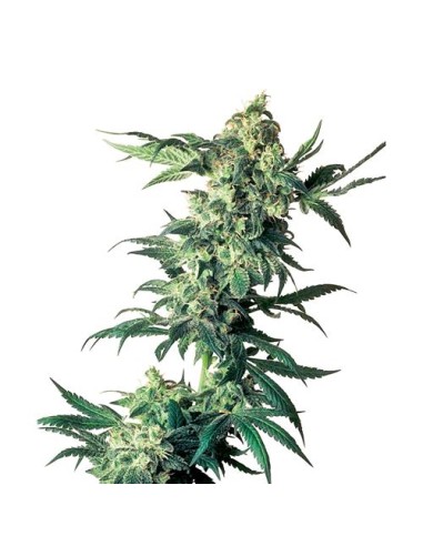 Sensi Seeds - Northern Lights Regolare - 10 Semi