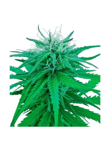 Sensi Seeds - Ruderalis Indica Regolare - 10 Semi