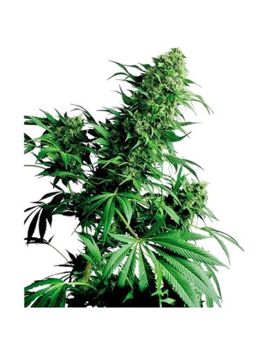 Sensi Seeds - Shiva Shanti Regolare - 10 Semi